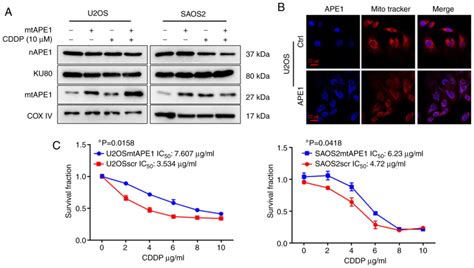 Mitochondrial Ape Promotes Cisplatin Resistance By Downregulating Ros