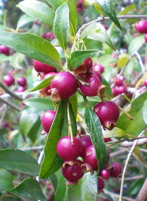 Glossy Foliage and Colorful Fruits - A Stunning Upright Tree