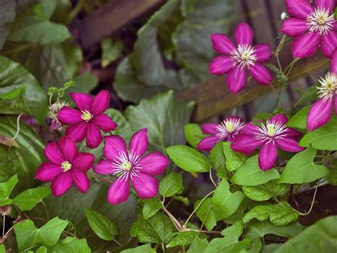 Clematis wallpapers, Earth, HQ Clematis pictures | 4K Wallpapers 2019