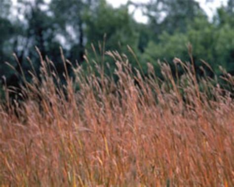 Big Bluestem