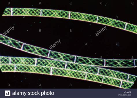 Spirogyra Cell Stock Photos & Spirogyra Cell Stock Images - Alamy