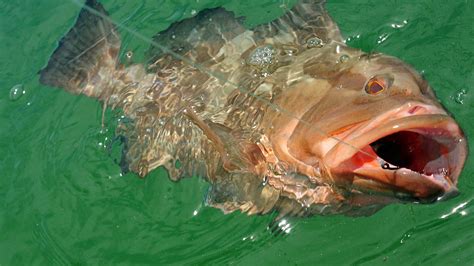 Scopri La Pi Grande Cernia Rossa Mai Catturata In Louisiana