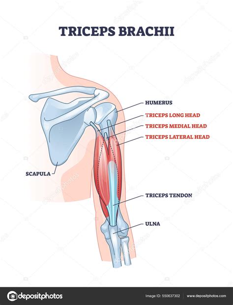 Arm Muscle Anatomical Illustration Biceps And Triceps No 41 OFF