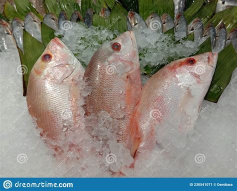 Iced Red Snapper For Sale In The Market Stock Image Image Of Medical