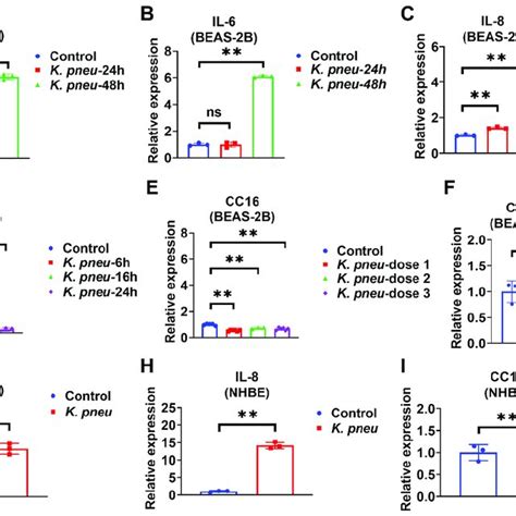 Overexpression Of Cc16 Decreases Inflammation Ros And Apoptosis Download Scientific Diagram