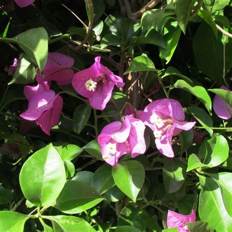 Bougainvillea Spectabilis Boething Treeland Farms