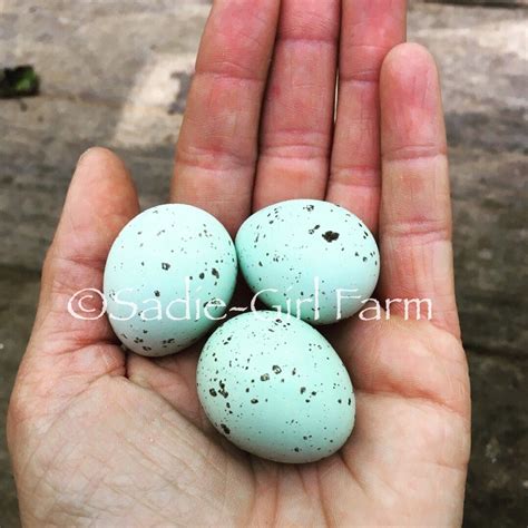 Celadon Quail Hatching Eggs 1 Dozen Raising Quail Quail Hatching Eggs