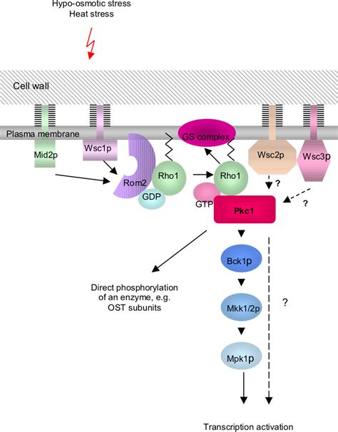 Impact of Yeast Glycosylation Pathway on Cell Integrity and Morphology ...