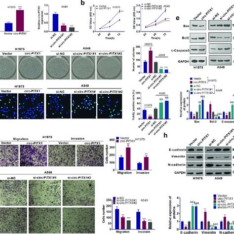 The Influence Of Circ PITX1 On The Malignant Phenotypes Of NSCLC Cells