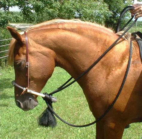 Top 293 ideas about Horse Tack on Pinterest | Headstall, Dressage ...