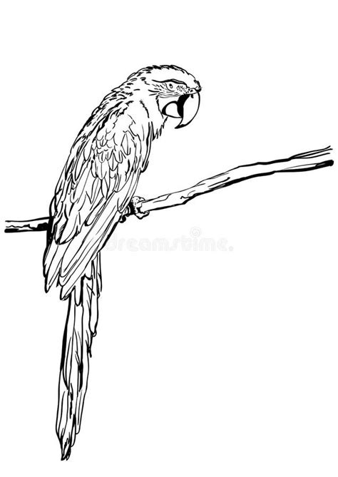 Vector Hand Drawn Illustration Of Tropical Ara Parrot Isolated