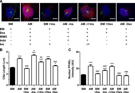 The Role Of Media Components In Cilia Elongation And Adipogenic Download Scientific Diagram