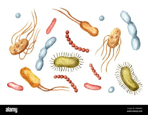 puntada biología sencillo cuales son las bacterias beneficiosas y para