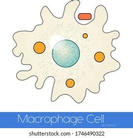 Phagocytosis By Macrophage Cell Simple Illustration Stock Vector (Royalty Free) 1746490322 ...