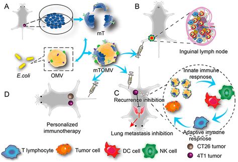 Pharmaceuticals Free Full Text Tumor Derived Membrane Vesicles A