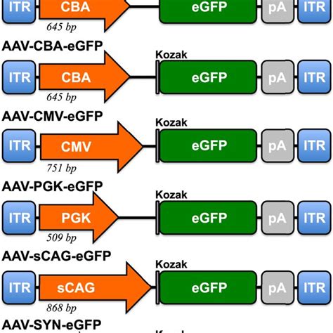 Schematic Representation Of Adeno Associated Viral Vectors That Express