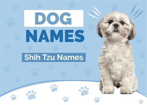 100 Shih Tzu Dog Names Adorable And Meaningful Ideas Hepper