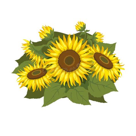 Vector Illustration With Sunflowers Bouquet With Sunflowers Stock