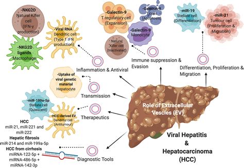 Hepatitis B Virus Pathogenesis