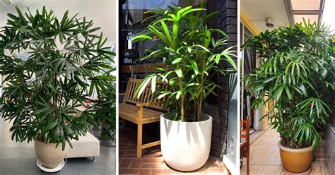 How To Grow Lady Palm Indoors Bamboo Palm Care Guide Indoor Garden Web