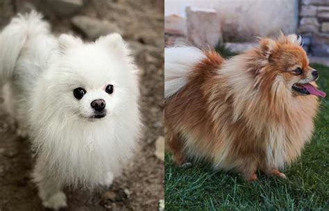 Cute Pomeranian Names for Boy & Girl Dogs - Petnamee