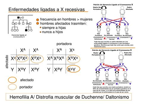 Ppt Tema 4 Herencia Ligada Al Cromosoma X Powerpoint Presentation