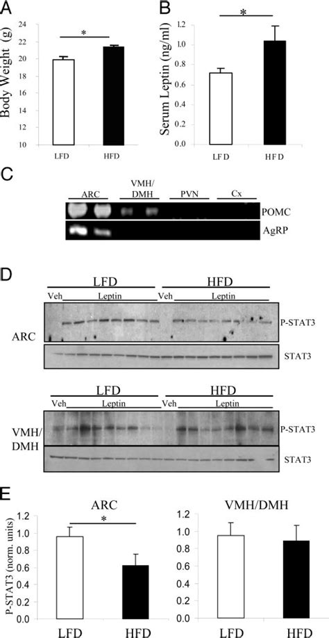 Leptin Induced Stat3 Phosphorylation Is Reduced In The Arc But Not In Download Scientific