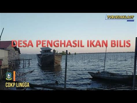 Desa Desa Penghasil Ikan Bilis YouTube