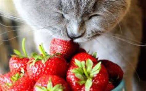 Voici La Liste Des Fruits Que Les Chats Peuvent Manger