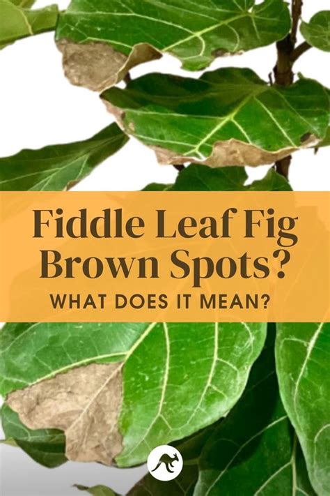 What Causes Brown Spots On Fiddle Leaf Fig