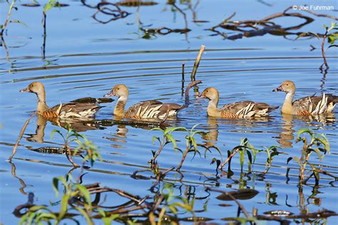 Plumed Whistling-Duck – Joe Fuhrman Photography