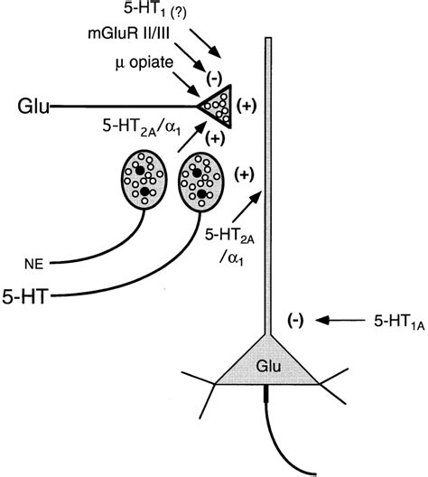 Schematic Diagram Depicting Ht Inputs From The Raphe Nuclei And