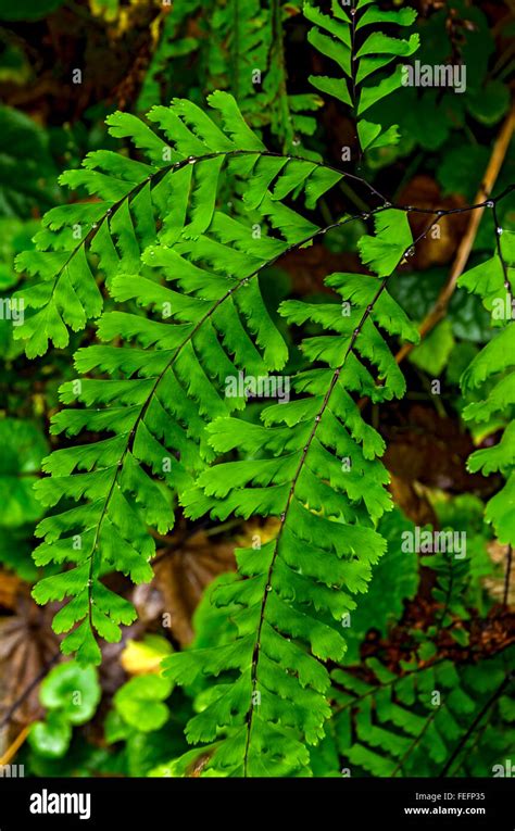 Helecho De Maidenhair Occidental Fotograf As E Im Genes De Alta