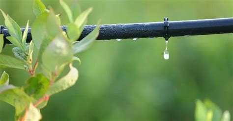 Consejos Pr Cticos Para Ahorrar Agua En Tu Jard N Centro De