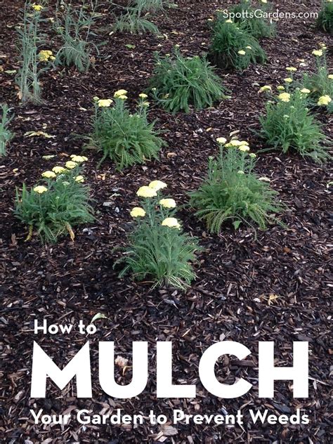 How To Mulch Your Garden To Prevent Weeds