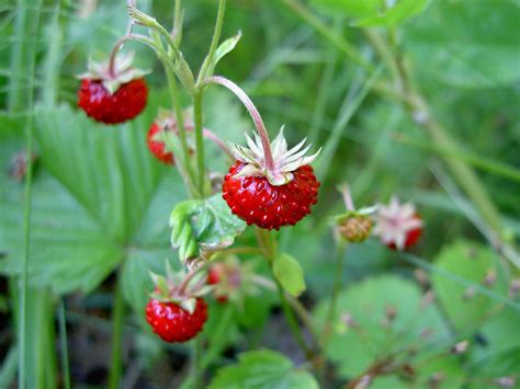 12 Qty Wild Strawberry Plants Fragaria Vesca Alpine Strawberry Plants Patio