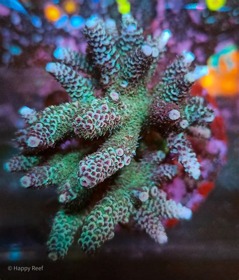 Acropora Millepora Green Purple Wysiwyg Communitycorals