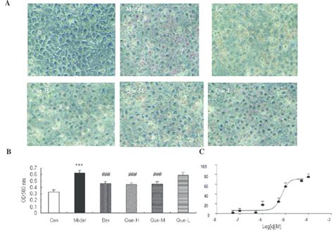 Effect Of Quercetin On Hepatic Lipid Accumulation A ORO Staining