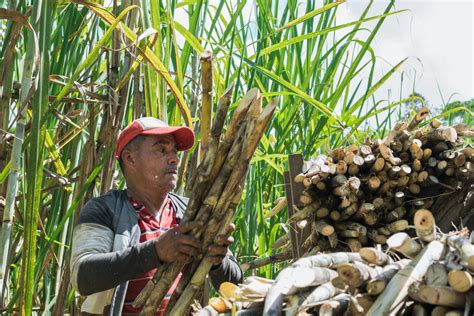 Panama Is Launching Its State Agri Food Policy Designed With