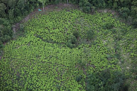 El cultivo de hoja de coca y la producción de cocaína en Colombia