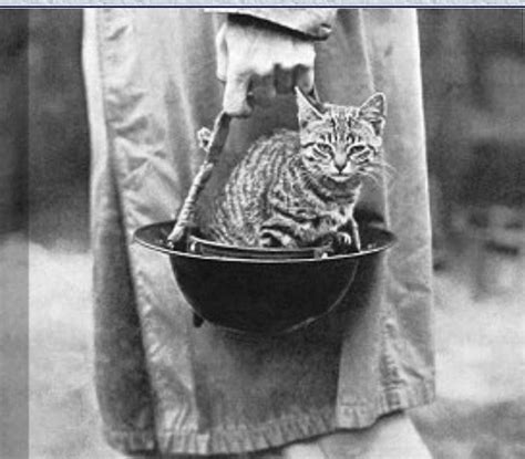 Cats In Times Of War They Deserve Our Thanks And Their Place In History