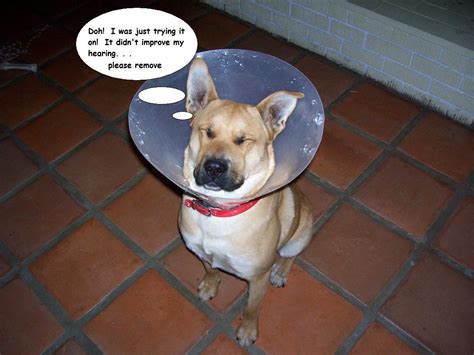 Diva Dog Training Blog Dog Wears the Cone of Shame | Diva Dog Training Blog