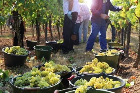 Les Vendanges En Alsace Alsace Saveurs