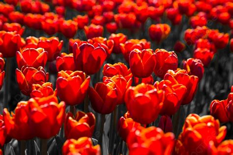 Red Tulips In The Netherlands Background Images Hd Pictures And