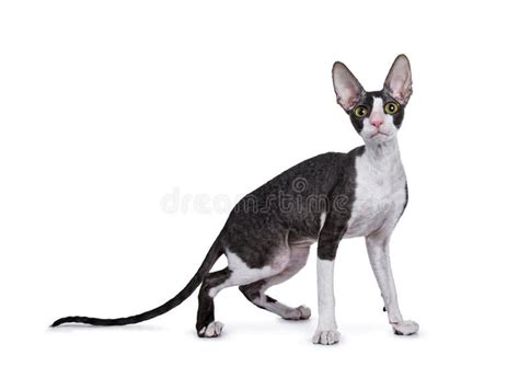 Black And White Cornish Rex