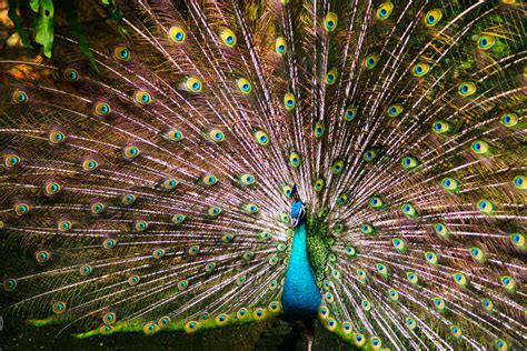 Dancing Peacock Images In Rain