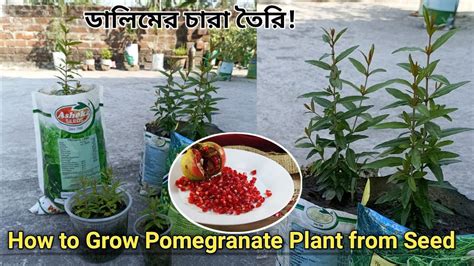 How To Grow Pomegranate From Seeds ডালিম গাছের চারা তৈরি Bedana