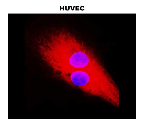 Cytoskeletal Marker Antibody Panel Irap Ireal Biotechnology Inc