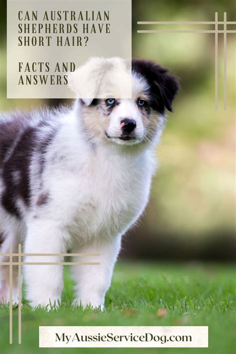 Can Australian Shepherds Have Short Hair Facts And Answers My Aussie