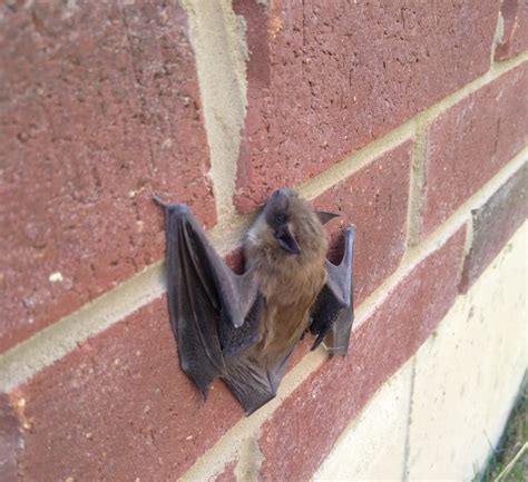 How Do Bats Get Into My Attic Skedaddle Wildlife Control